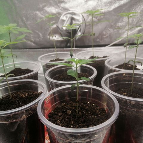 Sour Diesel growlog timeline photo
