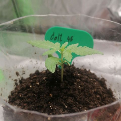 Colt.45​ growlog timeline photo