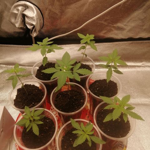 Sour Diesel growlog timeline photo