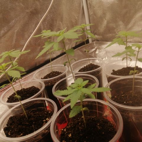 Sour Diesel growlog timeline photo