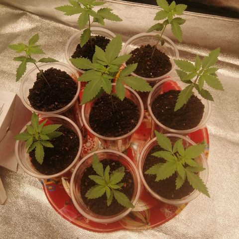 Sour Diesel growlog timeline photo