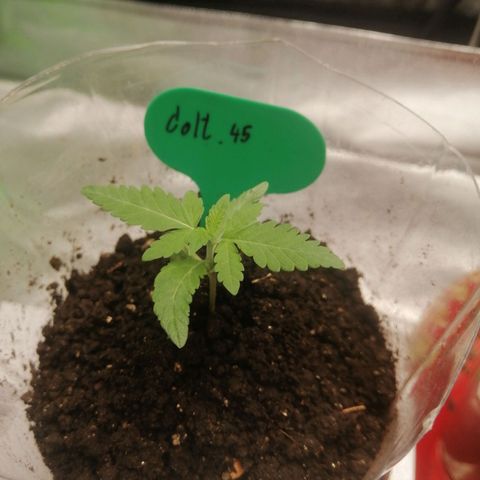 Colt.45​ growlog timeline photo