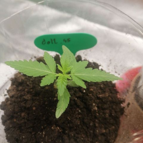Colt.45​ growlog timeline photo