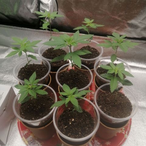 Sour Diesel growlog timeline photo