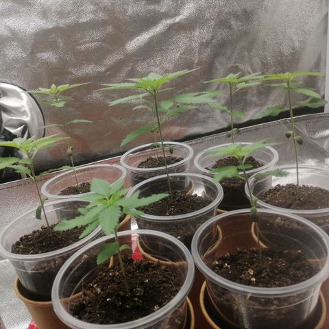 Sour Diesel growlog timeline photo