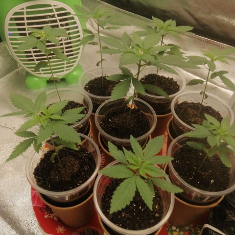Sour Diesel growlog timeline photo