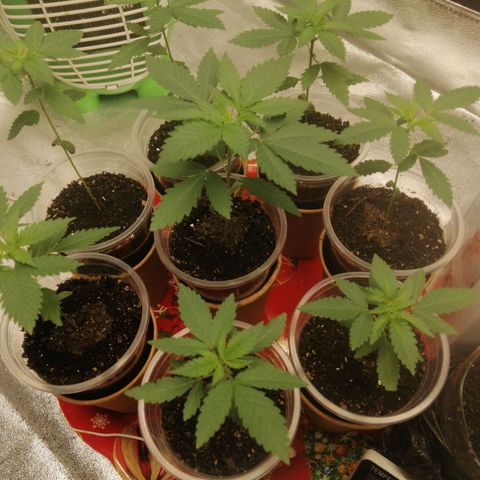 Sour Diesel growlog timeline photo