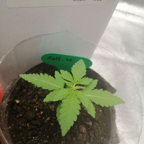 Colt.45​ growlog timeline photo