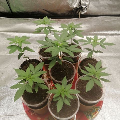 Sour Diesel growlog timeline photo