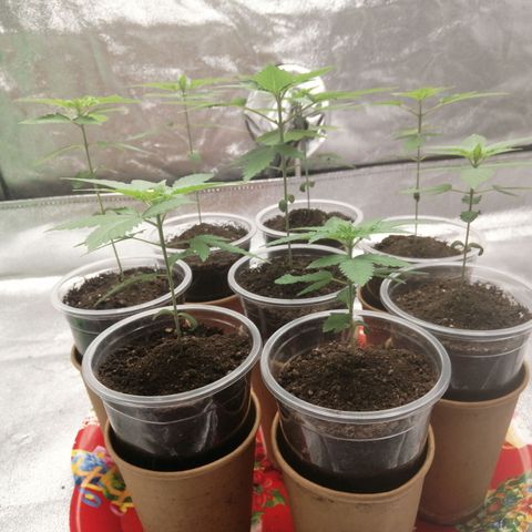 Sour Diesel growlog timeline photo