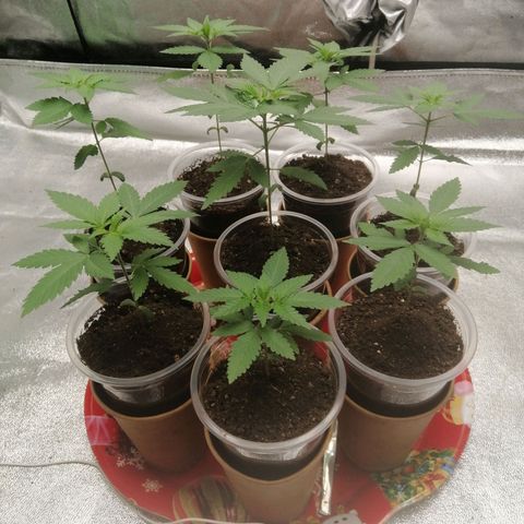 Sour Diesel growlog timeline photo