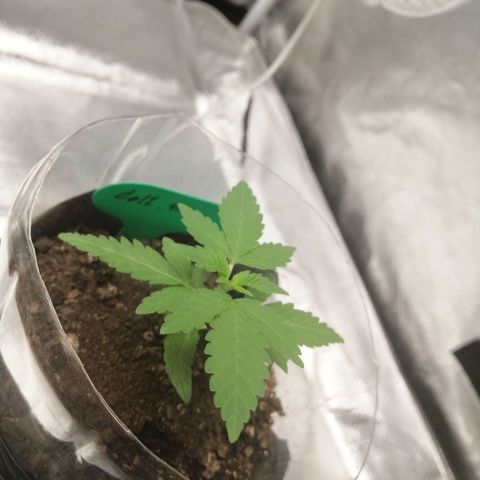 Colt.45​ growlog timeline photo