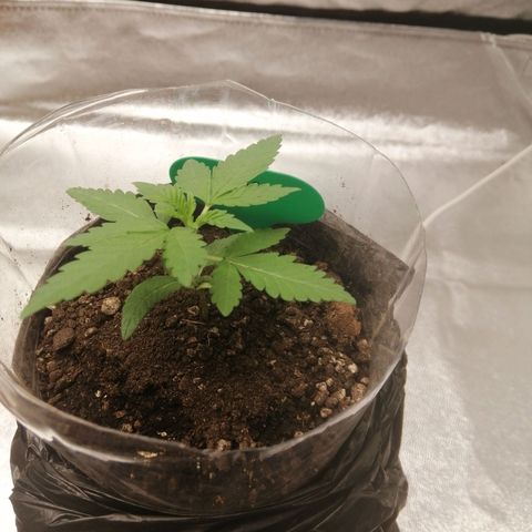 Colt.45​ growlog timeline photo