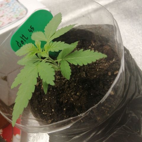 Colt.45​ growlog timeline photo