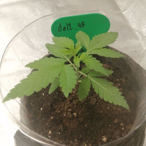 Colt.45​ growlog timeline photo
