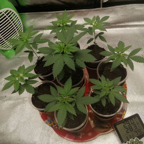 Sour Diesel growlog timeline photo