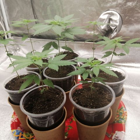 Sour Diesel growlog timeline photo