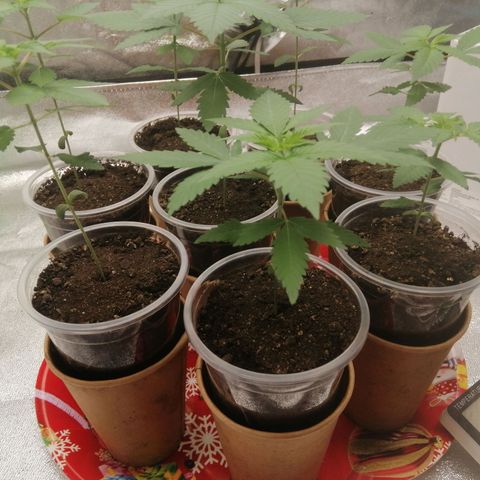 Sour Diesel growlog timeline photo