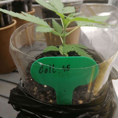 Colt.45​ growlog timeline photo