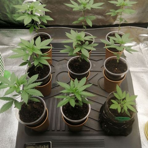 Sour Diesel growlog timeline photo