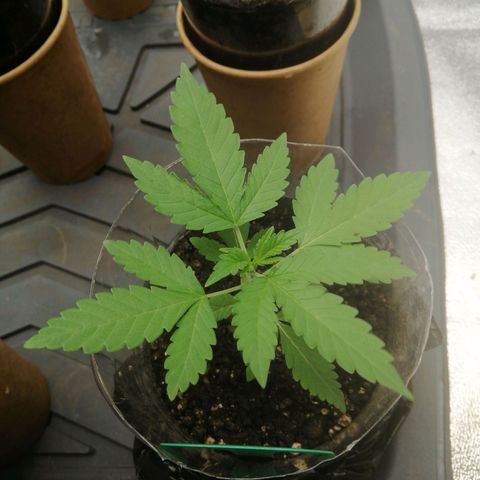 Colt.45​ growlog timeline photo