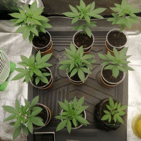 Sour Diesel growlog timeline photo
