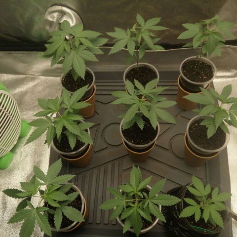 Sour Diesel growlog timeline photo