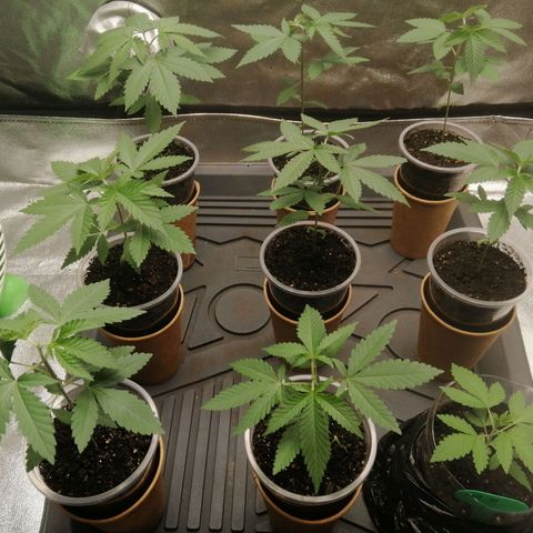 Sour Diesel growlog timeline photo