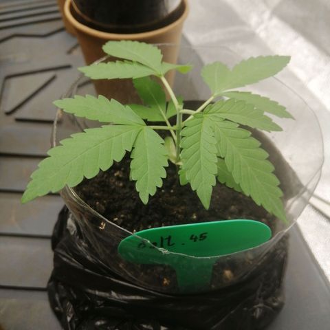 Colt.45​ growlog timeline photo