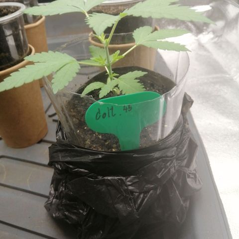 Colt.45​ growlog timeline photo