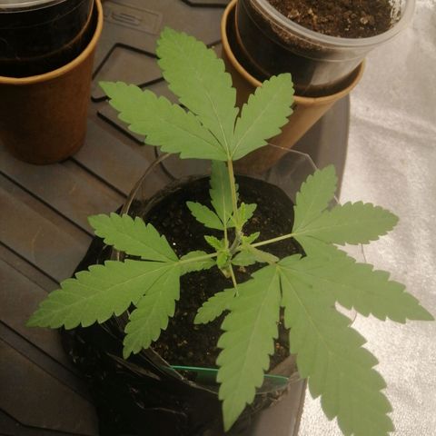 Colt.45​ growlog timeline photo