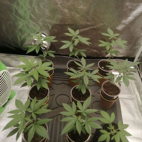 Sour Diesel growlog timeline photo