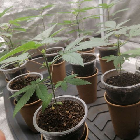Sour Diesel growlog timeline photo