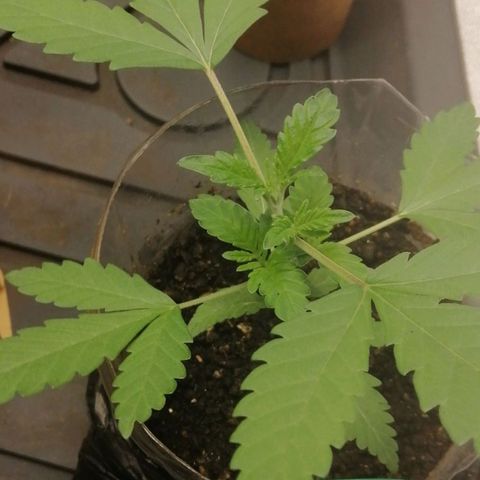 Colt.45​ growlog timeline photo