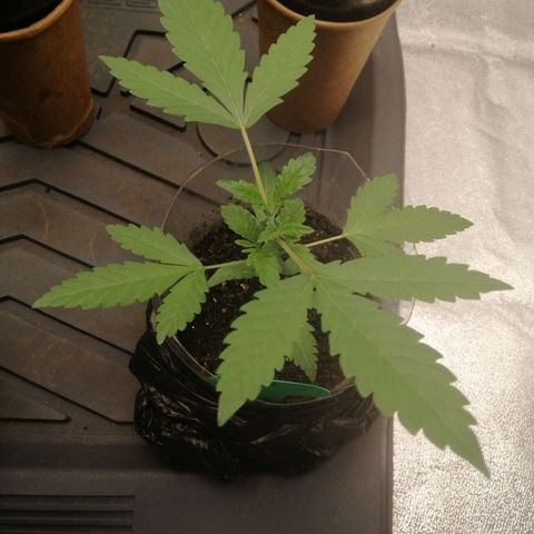 Colt.45​ growlog timeline photo