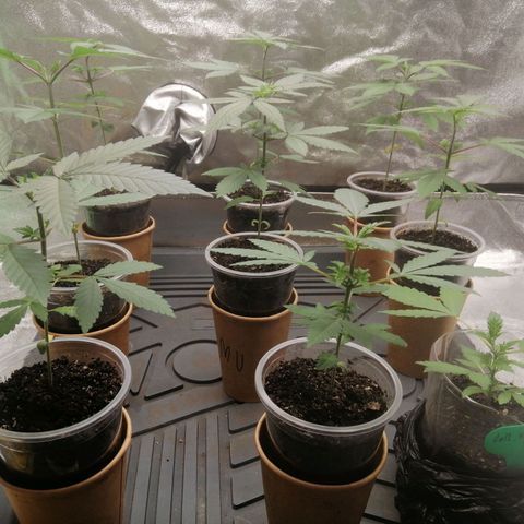 Sour Diesel growlog timeline photo