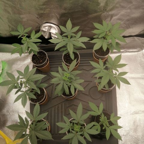 Sour Diesel growlog timeline photo