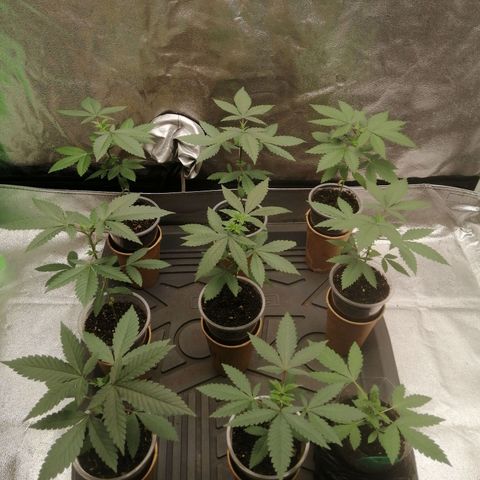 Sour Diesel growlog timeline photo