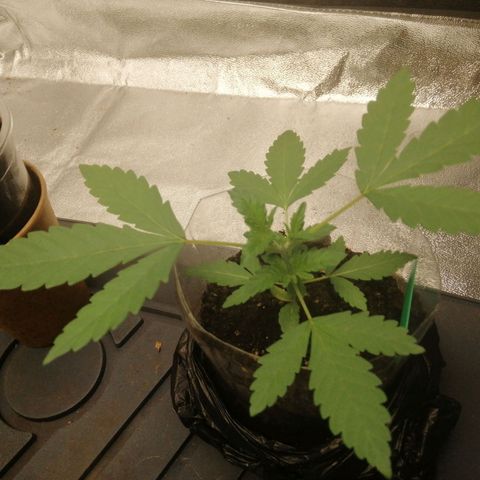 Colt.45​ growlog timeline photo