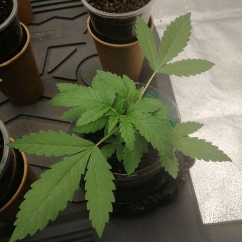 Colt.45​ growlog timeline photo