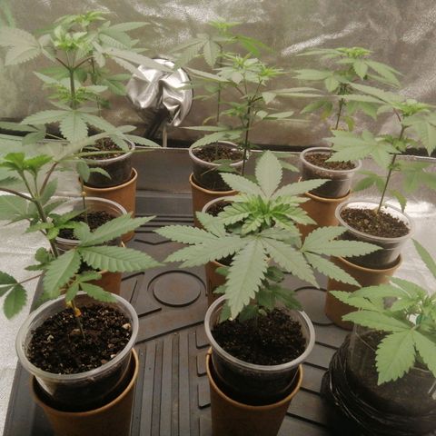 Sour Diesel growlog timeline photo
