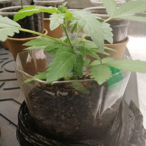 Colt.45​ growlog timeline photo