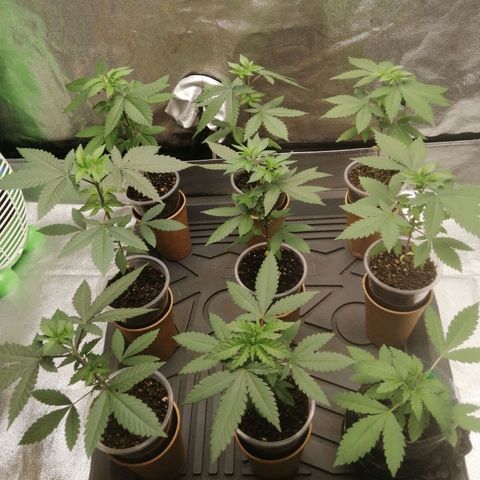 Sour Diesel growlog timeline photo