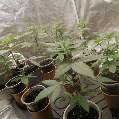 Sour Diesel growlog timeline photo