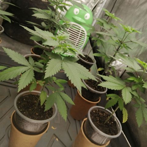 Sour Diesel growlog timeline photo