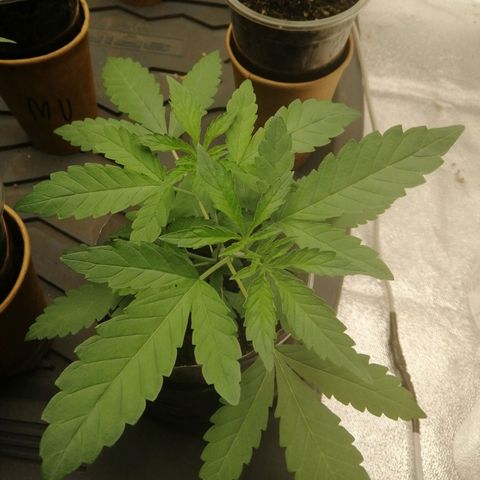 Colt.45​ growlog timeline photo