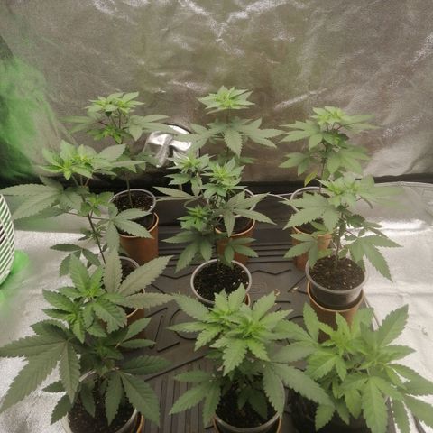 Sour Diesel growlog timeline photo