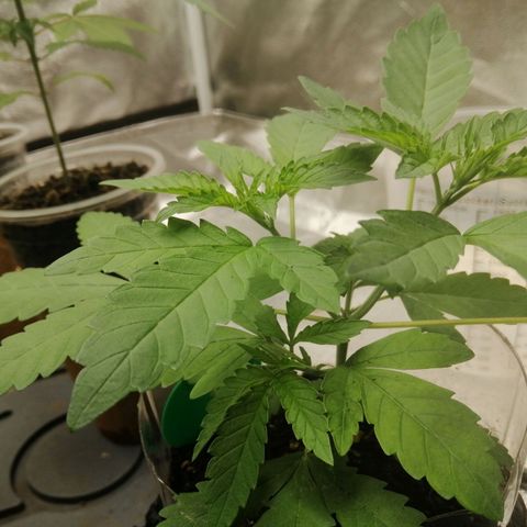 Colt.45​ growlog timeline photo