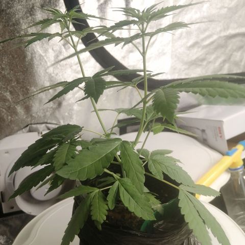 Colt.45​ growlog timeline photo