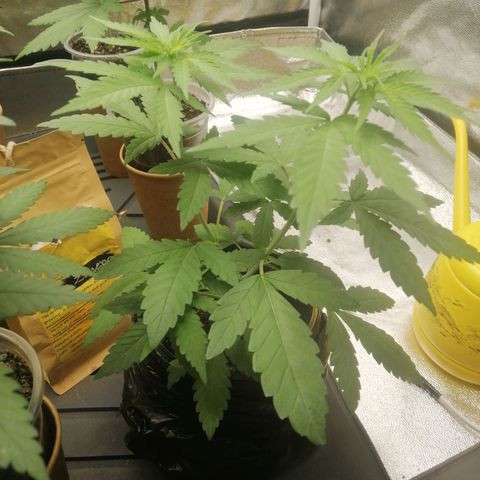Colt.45​ growlog timeline photo